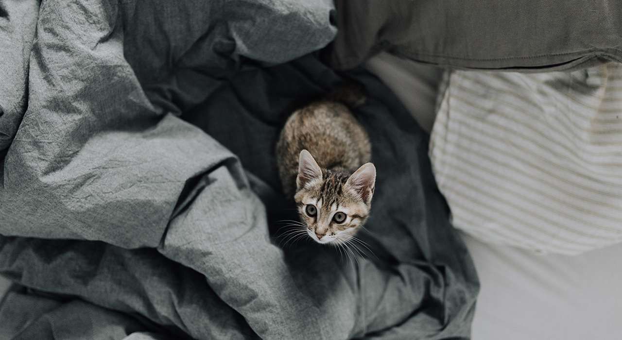 ベッドの上にいる猫
